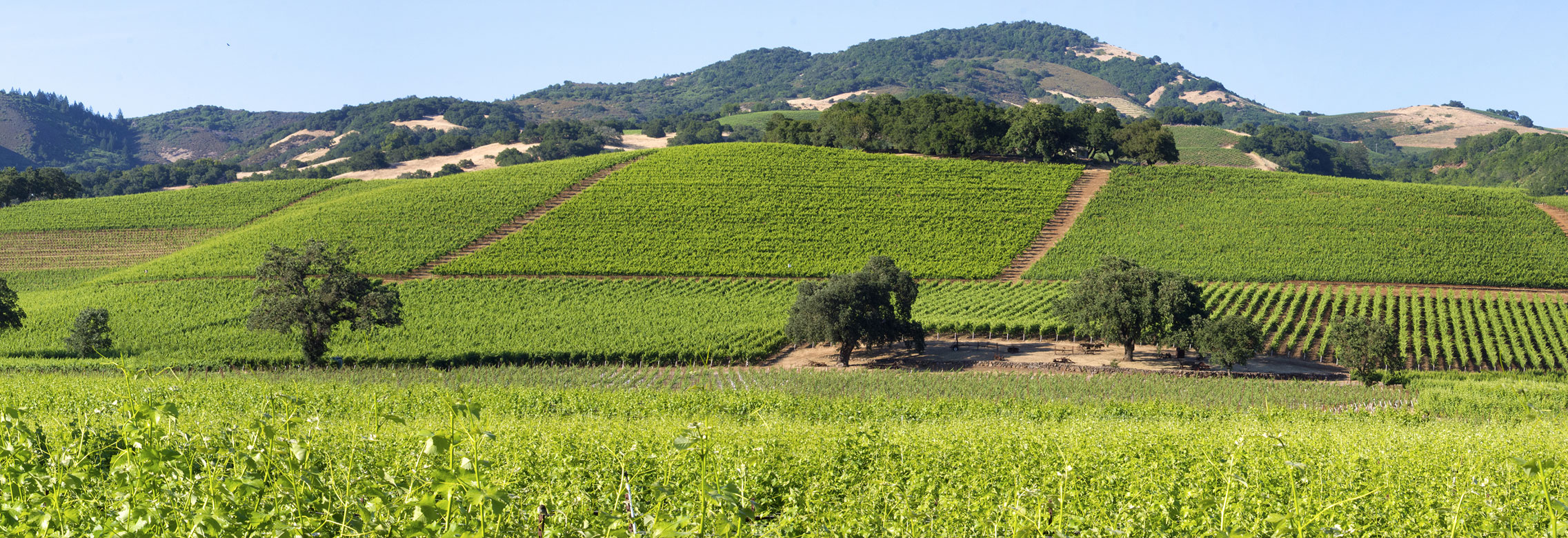 Sonoma Valley panorama